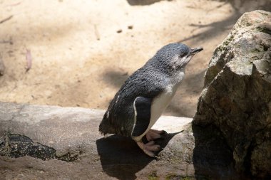 Penguenlerin büyük bir kafası, kısa bir boynu ve uzun bir gövdesi vardır. Kuyrukları kısa, sert ve kama şeklinde.. 