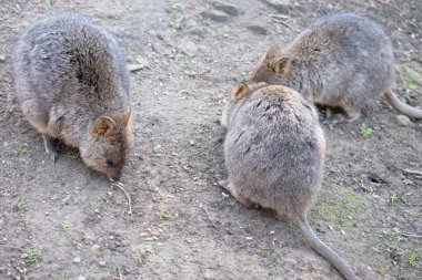 Quokka, kalın, kaba, gri-kahverengi tüylü ve hafif alt parçalı küçük bir valabidir. Burnu çıplak ve kulakları kısa..