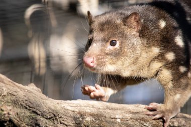 Benekli tüyler, kırmızı ile koyu kahverengi kürkü arasında zengin keseli hayvanlardır ve arkalarında kuyruk boyunca devam eden beyaz noktalarla kaplıdır..
