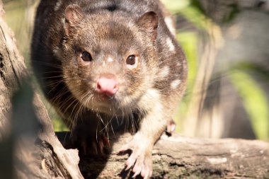 Benekli tüyler, kırmızı ile koyu kahverengi kürkü arasında zengin keseli hayvanlardır ve arkalarında kuyruk boyunca devam eden beyaz noktalarla kaplıdır..
