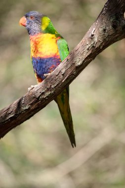 Gökkuşağı lorisinin parlak sarı-turuncu / kırmızı bir göğsü, çoğunlukla menekşe mavisi bir boğazı ve sarı-yeşil bir yakası vardır..
