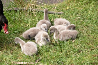 Kuğu ağları siyah gagalarıyla yumurtadan çıktıklarında gridir ve uçmayı öğrendikleri ilk altı ay içinde yavaş yavaş siyaha dönerler..