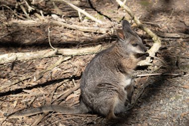 Tammar valabinin koyu grimsi üst kısımları, daha soluk alt kısımları, paslı kenarları ve uzuvları vardır. Tammar valabinin yüzünde beyaz çizgiler vardır..
