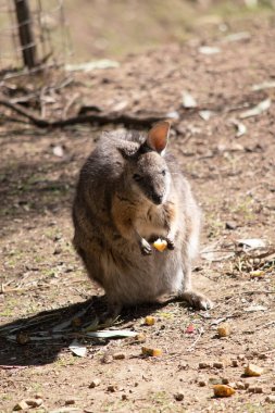 Tammar valabinin koyu grimsi üst kısımları, daha soluk alt kısımları, paslı kenarları ve uzuvları vardır. Tammar valabinin yüzünde beyaz çizgiler vardır..
