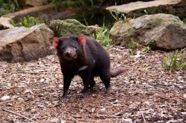 Tazmanya Şeytanları küçük bir köpek büyüklüğündedir. Şeytanların göğüslerinde büyük beyaz bir şerit ve sırtlarında garip bir çizgi vardır.