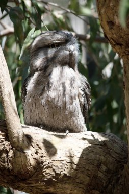 Tawny-frogmouth 'un benekli gri, beyaz, siyah ve paslı tüyleri var. Tüy desenleri ölü ağaç dallarını taklit etmelerine yardımcı oluyor..