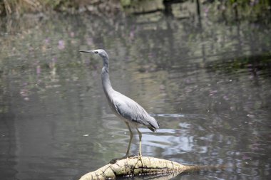 Beyaz yüzlü balıkçıl, çoğunlukla mavi-gri tüylü orta büyüklükte bir balıkçıl türüdür. Yüzünde ve boynunun önünde beyazlar var..