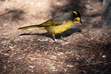 Sarı tüylü bilmişin parlak sarı bir alnı, tacı ve boğazı, parlak siyah bir maskesi ve parlak altın kulak telleri vardır..