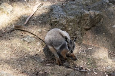Sarı ayaklı kaya valabisi beyaz yanak çizgisi ve turuncu kulaklarıyla parlak renklidir. Üzerinde beyaz bir yan şerit ve kahverengi ve beyaz bir kalça çizgisi ile geyik grisidir..