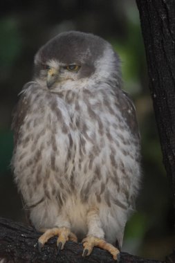 Havlayan baykuşun parlak sarı gözleri var ve yüz diski yok. Üst kısımları kahverengi veya gri-kahverengidir ve beyaz göğüs dikey olarak kahverengi çizgilidir..