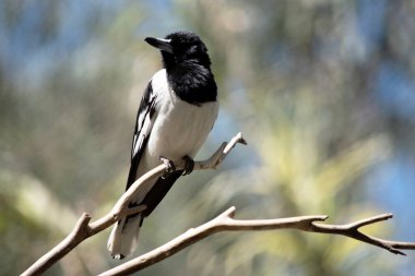 Pied Butcherbird orta büyüklükte siyah beyaz bir kuştur. Tamamen siyah bir başlığı, koyu kahverengi gözleri ve uzun, kancalı, gri ve siyah gagası vardır..   