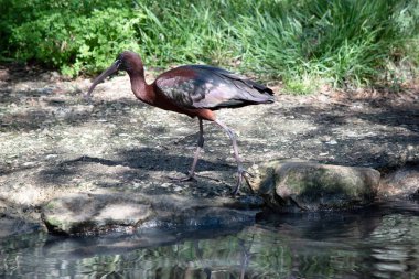 Parlak aynak boynu kırmızımsı-kahverengidir ve gövdesi bronz-kahverengidir. Kanatlarında metalik yanardöner bir parıltı vardır..