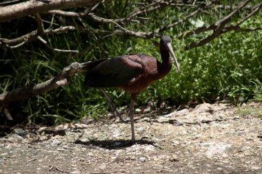 Parlak Ibis 'in kendine özgü uzun, eğri büğrü bir gagası vardır ve rengi zeytin-kahverengidir.
