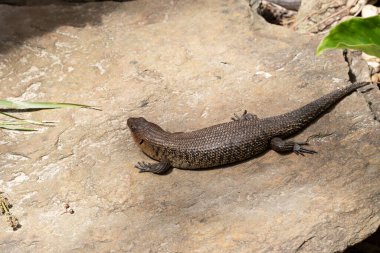 Yuvanın derisi, Kuzey Avustralya 'da yaşayan diurnal ve kaya kökenli bir türdür..