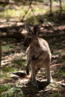 Joey Western Gri Kangurularının küçük bir kafası, büyük kulakları ve denge için uzun ve kalın bir kuyruğu vardır.