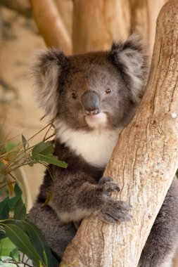 Koala 'nın büyük yuvarlak bir kafası, büyük tüylü kulakları ve büyük siyah bir burnu var. Kürkleri genellikle gri-kahverengidir. Göğsünde, iç kollarında, kulaklarında ve altında beyaz kürkleri vardır..
