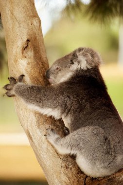 Koala 'nın büyük yuvarlak bir kafası, büyük tüylü kulakları ve büyük siyah bir burnu var. Kürkleri genellikle gri-kahverengidir. Göğsünde, iç kollarında, kulaklarında ve altında beyaz kürkleri vardır..
