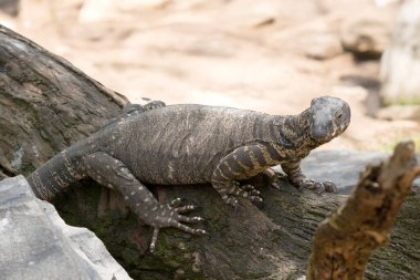Dantel kertenkelenin üzerinde soluk sarı, krem şeritli ya da sıra sıra benekli koyu gri bir çelik gri vardır. Alt tarafı krema..