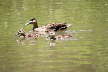 Pasifik Kara Ördeği 'nin koyu bir vücudu ve koyu renkli taç ve yüz çizgileriyle daha soluk bir kafası vardır. Tüyleri koyu kahverengidir, kenarları bronzdur, siyah gagası vardır.