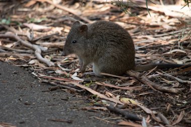 Uzun burunlu Potoro 'ların kahverengi ile gri arası bir üst gövdesi ve daha soluk bir alt gövdesi vardır. Uzun burunlu Potoro 'ların burunlarından burnuna kadar uzanan küçük bir deri parçasıyla sivrilen uzun bir burnu vardır..