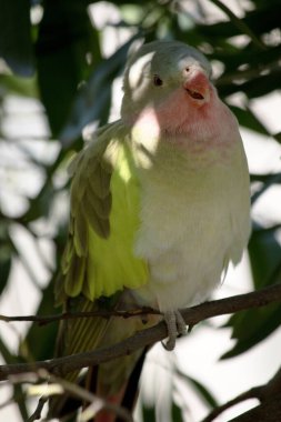 Prenses Alexandras 'ın papağanının pembe bir boynu açık mavi bir kafası ve yeşil kanatları var.