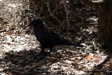 Kuzgun, beyaz gözlü, gri ayaklı ve gagalı siyah bir kuştur.