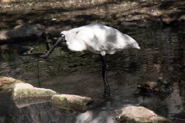Kraliyet kaşığı kaşığa benzeyen siyah gagalı büyük beyaz bir deniz kuşudur. Kraliyet kaşığının sarı kaşları ve siyah bacakları vardır.