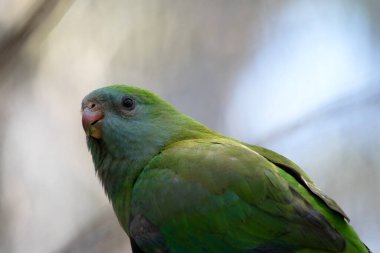 Dişi mükemmel papağan yeşildir ve yüzünde mavimsi bir renk vardır.