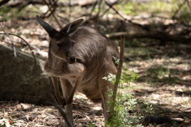 Batı grisi büyük, kaslı hayvanlardır. Gri-kahverengidir, kırmızımsı-kahverengidir. Küçük bir kafası, büyük kulakları ve denge için uzun ve kalın bir kuyruğu vardır.. .