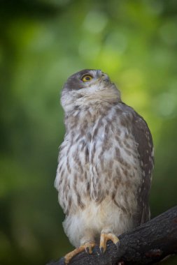 Havlayan baykuşun parlak sarı gözleri var ve yüz diski yok. Üst kısımları kahverengi veya gri-kahverengidir ve beyaz göğüs dikey olarak kahverengi çizgilidir.. 