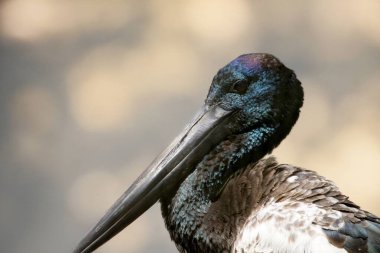 Jabiru 'nun başı ve boynu parlak yeşil ve mor bir parıltıyla siyahtır. Erkeğin gözleri siyah, dişinin gözleri sarı.