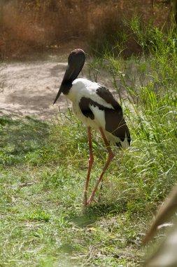 Jabiru 'nun başı ve boynu parlak yeşil ve mor bir parıltıyla siyahtır. Erkeğin gözleri siyah, dişinin gözleri sarı.