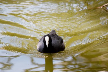 Avrasya yaban ördeği beyaz ön kalkanı olan bir Karadeniz kuşudur.