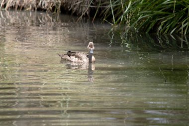 Dişi ördeğin koyu kahverengi tüyleri vardır. Kahverengi ve siyah gagalı gözleri vardır.
