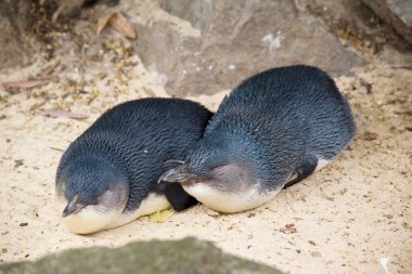 Peri penguenler kumların üzerinde dinleniyor.