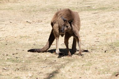 Kanguru Adası Kangurusu 'nun göbeğinin altında beyaz, kahverengi bir vücudu vardır. Ayrıca siyah ayakları ve pençeleri var.