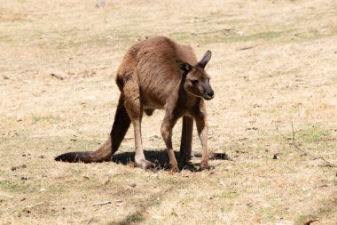 Kanguru Adası Kangurusu 'nun göbeğinin altında beyaz, kahverengi bir vücudu vardır. Ayrıca siyah ayakları ve pençeleri var.