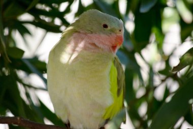 Prenses Alexandras 'ın papağanının pembe bir boynu açık mavi bir kafası ve yeşil kanatları var.