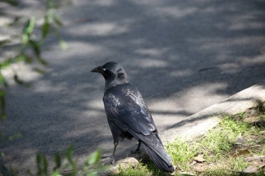 Kuzgun, beyaz gözlü, gri ayaklı ve gagalı siyah bir kuştur.
