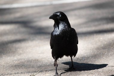 Kuzgun, beyaz gözlü, gri ayaklı ve gagalı siyah bir kuştur.