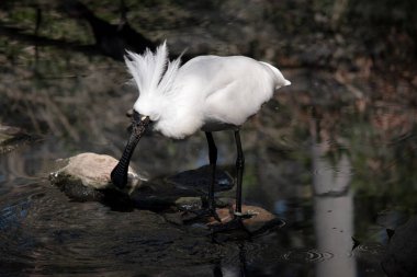Kraliyet kaşığı kaşığa benzeyen siyah gagalı büyük beyaz bir deniz kuşudur. Kraliyet kaşığının sarı kaşları ve siyah bacakları vardır.