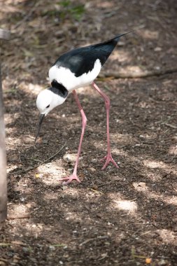 Siyah kanatlı stil. Pembe bacaklı siyah beyaz bir deniz kuşudur. Dar siyah gagalı beyaz bir kafası, beyaz göğsü ve siyah kanatları vardır.