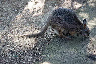 Tammar valabinin koyu grimsi üst kısımları, daha soluk alt kısımları, paslı kenarları ve uzuvları vardır. Tammar valabinin yüzünde beyaz çizgiler vardır..