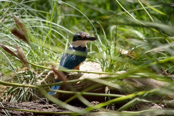 Korkmuş Kingfisher 'ın turkuaz bir arkası, turkuaz mavi poposu ve kuyruğu, açık beyaz alt parçaları ve geniş bir krem yakası var.