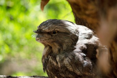 Bu bir kuşun yakın çekimi.