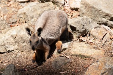 Sarı ayaklı kaya valabisi beyaz yanak çizgisi ve turuncu kulaklarıyla parlak renklidir. Üzerinde beyaz bir yan şerit ve kahverengi ve beyaz bir kalça çizgisi ile geyik grisidir..