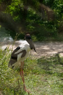 Jabiru 'nun başı ve boynu parlak yeşil ve mor bir parıltıyla siyahtır. Erkeğin gözleri siyah, dişinin gözleri sarı.