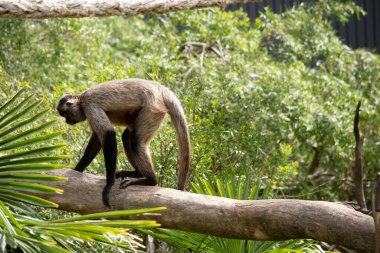 Siyah elli örümcek maymunun kanca gibi elleri ve kavrayıcı kuyruğu olan kahverengi kürkü vardır. Vücutlarından daha uzun olan kavrayıcı kuyruklarını ağaçlarda sallanmak ve sallanmak için kullanırlar.