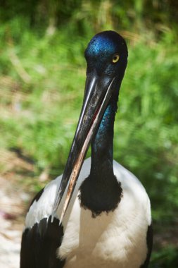 Jabiru 'nun başı ve boynu parlak yeşil ve mor bir parıltıyla siyahtır. Erkeğin gözleri siyah, dişinin gözleri sarı.