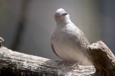 Elmas Güvercin, en küçük Avustralya güvercinidir, ayırt edici kırmızı göz halkası, mavi-gri başı ve göğsü ile